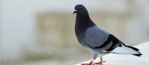 Pigeon Flash Banner