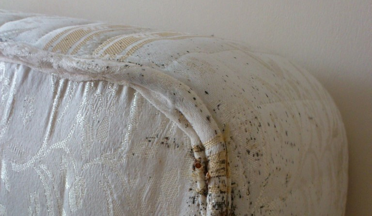 Bed bugs control in London