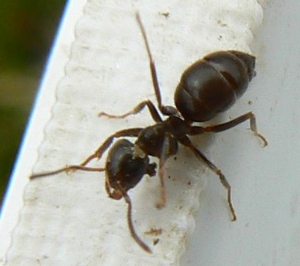 black ant