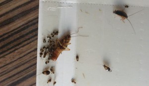 Cockroach control in London