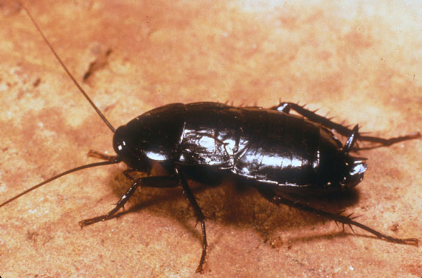 oriental_cockroach_adult