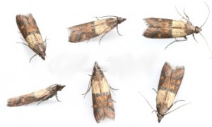 moths